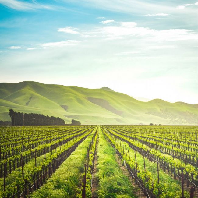 Wine making